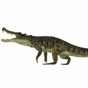 Kaprosuchus is an extinct genus of crocodile