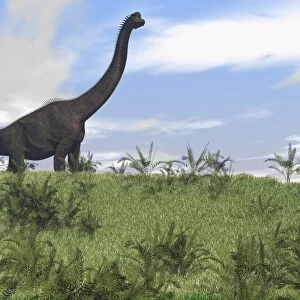 Large Brachiosaurus grazing in an open field