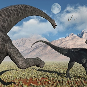 A large Diplodocus dinosaur confronting a, Allosaurus
