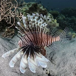 A lionfish swims on a reef in Komodo National Park, Indonesia