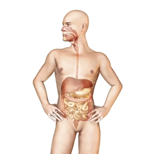 Male body standing, with full digestive system superimposed