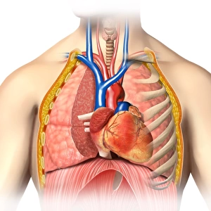 Male chest anatomy of thorax with heart, veins, arteries and lungs