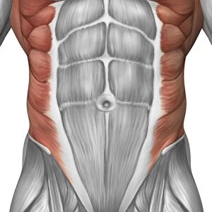 Male muscle anatomy of the abdominal wall