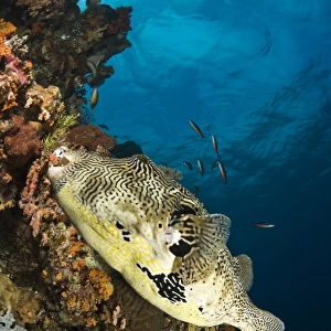 Map Pufferfish, Indonesia