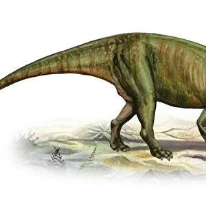 Massospondylus carinatus, a prehistoric era dinosaur