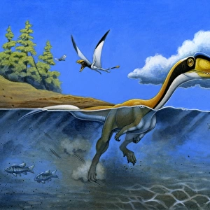 A Megapnosaurus dinosaur goes for a swim in a prehistoric lake