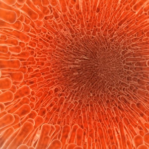 Microscopic view inside of the artery with intestinal villi