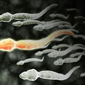 Microscopic view of sperm traveling