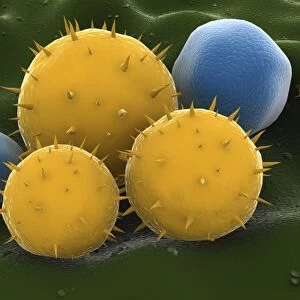 Microscopic visualization of grass pollen grains