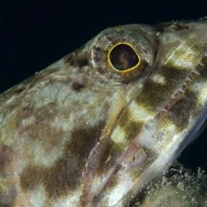 Mouth of a variegated lizardfish, Papua New Guinea
