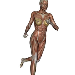Muscular woman running
