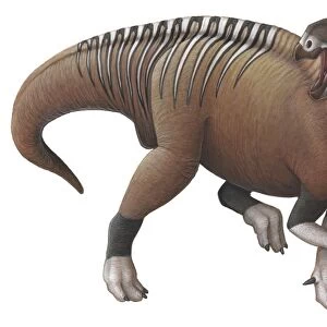 Muttaburrasaurus dinosaur from the Early Cretaceous Period