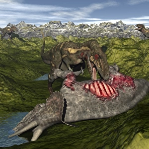 Nanotyrannus eating the carcass of a dead Triceratops