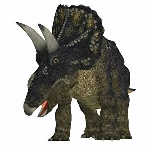Nedoceratops dinosaur, front view