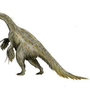 Nothronychus dinosaur