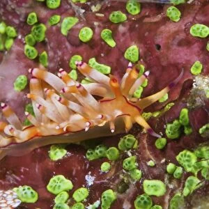 Nudibranch feeding on algae, Papua New Guinea