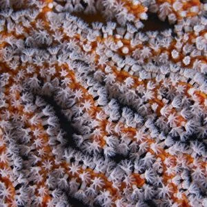 Orange gorgonian sea fan with white polyps, Bali, Indonesia