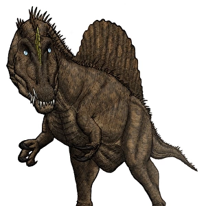 Oxalaia dinosaur from the Late Cretaceous Period