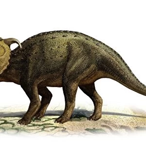 Pachyrhinosaurus canadensis, a prehistoric era dinosaur