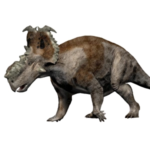 Pachyrhinosaurus dinosaur