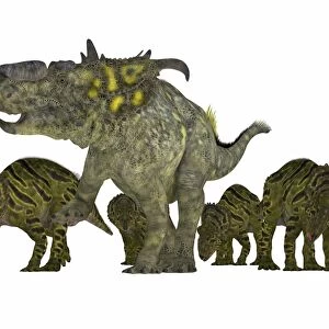 Pachyrhinosaurus dinosaur family