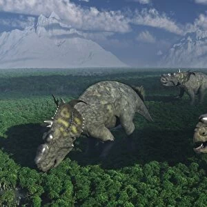 Pachyrhinosaurus dinosaurs grazing