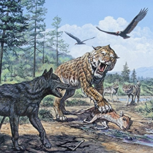 A pack of Canis dirus wolves approach a Smilodon and its prey