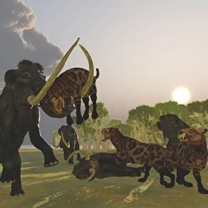 A pack of Saber Tooth Cats attack a small Woolly Mammoth