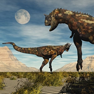 A pair of Carnotaurus dinosaurs fighting over territory