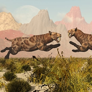 A pair of Sabre Tooth Tigers in a fight over territory