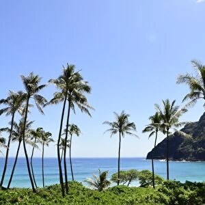 Palm trees along the coast of Waimanalo Bay, Oahu, Hawaii