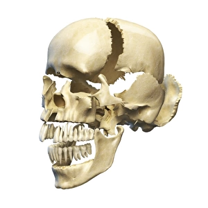 Perspective view of human skull