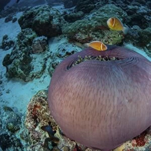 Pink anemonefish swim close to their host anemone