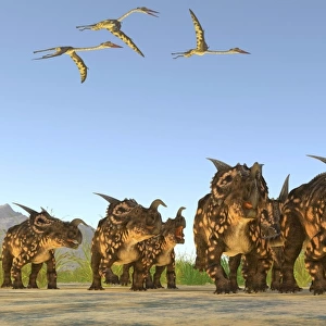 Quetzalcoatlus reptiles fly over a herd of Einiosaurus dinosaurs