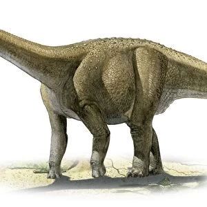 Rapetosaurus krausei, a prehistoric era dinosaur
