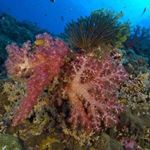 Red soft coral with crinoid, Papua New Guinea