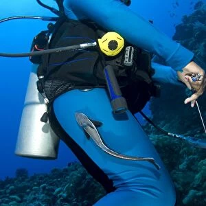 A remora attached to a diver, Kimbe Bay, Papua New Guinea
