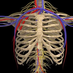 Rib cage with nerves, arteries and veins