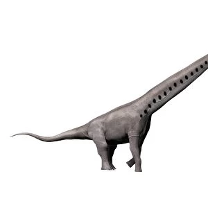 Sauroposeidon dinosaur