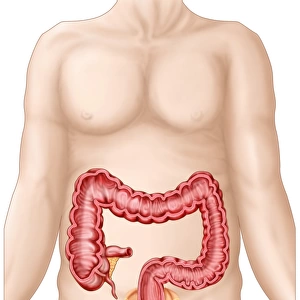 Sectional view of large intestine
