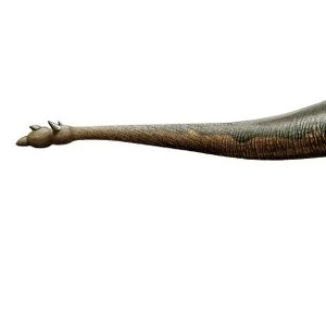 Shunosaurus, a genus of sauropod dinosaur from Middle Jurassic