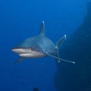 Silvertip shark, Kimbe Bay, Papua New Guinea