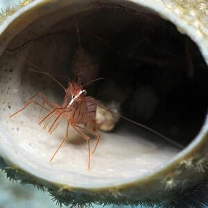 Small peppermint shrimp inside of tube sponge in Caribbean