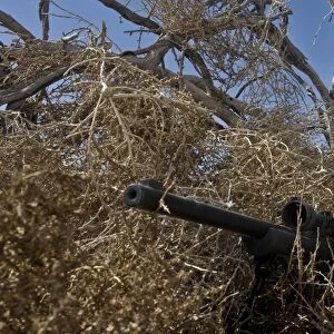 Soldier demonstrates how camouflaged ghillie suits blend into their surroundings