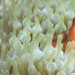 Spinecheek anemonefish in anemone, Papua New Guinea