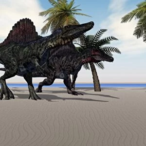 Two Spinosaurus dinosaurs amble down a beach looking for food