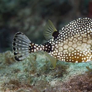 A Spotted Trunkfish, Key Largo, Florida