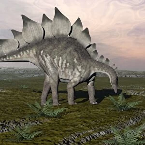 Stegosaurus dinosaurs grazing on plants