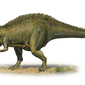 Suchomimus tenerensis, a prehistoric era dinosaur