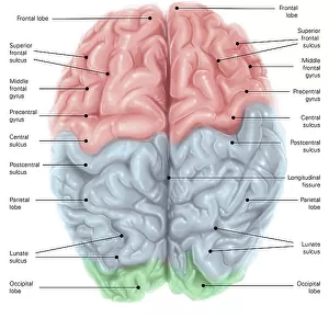 Superior view of human brain with colored lobes and labels